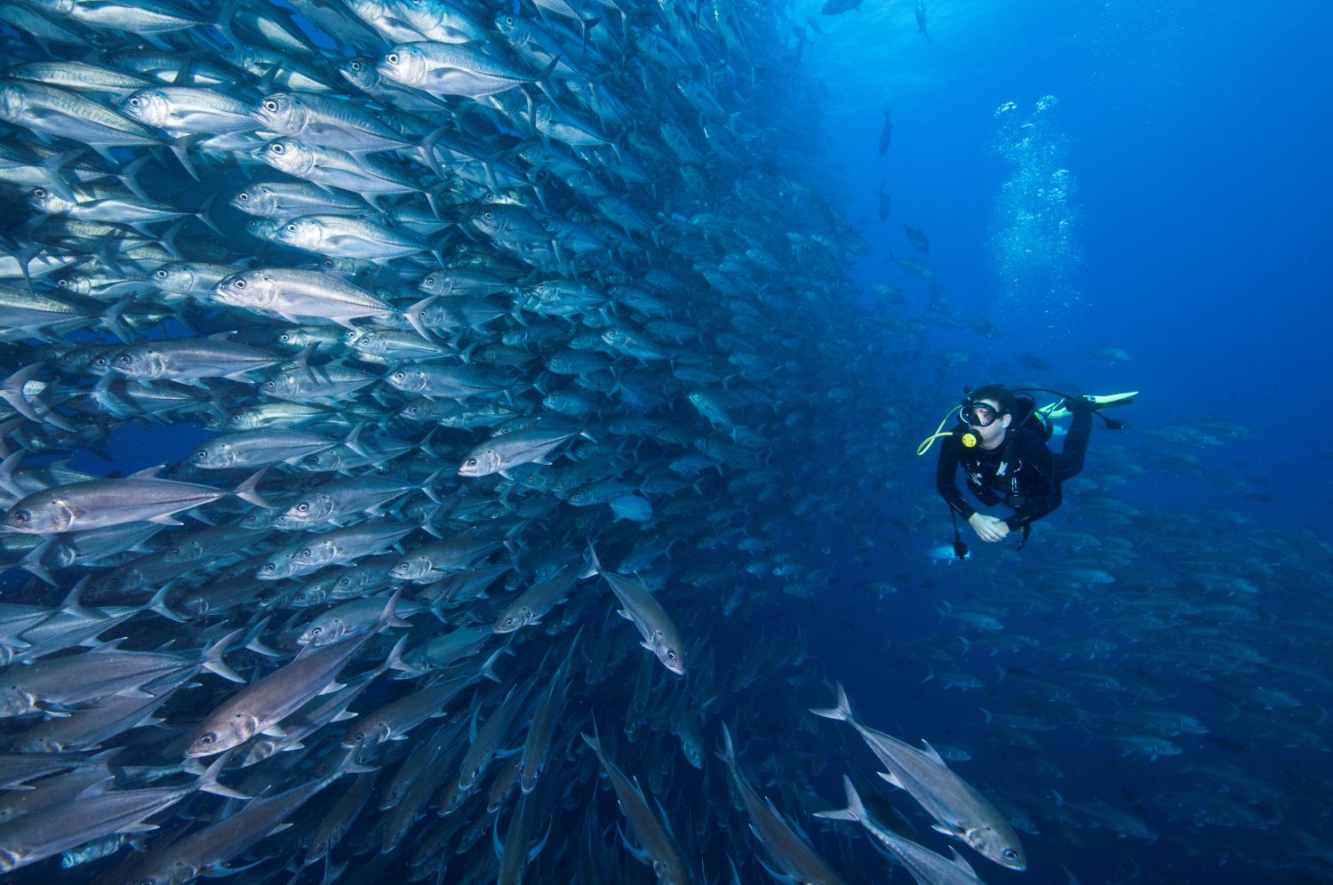 dive